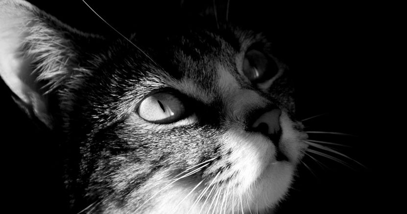Pussy